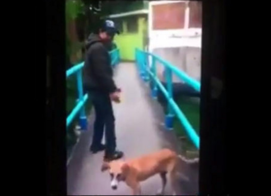 Estudiante patea y lanza a perro de un puente (video)