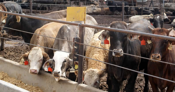 Fortalecerán SENASICA y CNOG sistemas de trazabilidad, certificación de origen y sanidad del ganado nacional