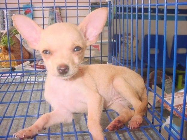 CELEBRAN APROBACIÓN DE PROTECCIÓN A ANIMALES DE COMPAÑÃA