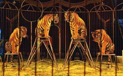 EN RIESGO 3 MIL 500 ANIMALES QUE POSEEN LOS CIRCOS
