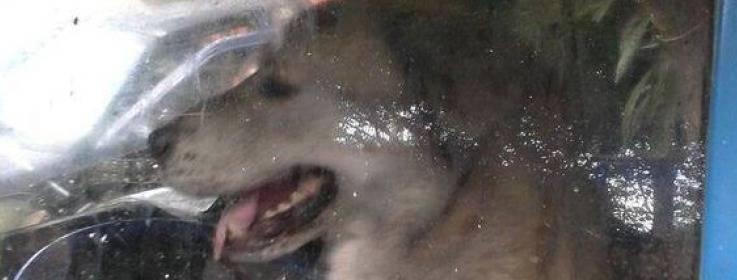 CAE PRIMER HOMBRE AL a€œTORITOa€ POR MALTRATO ANIMAL