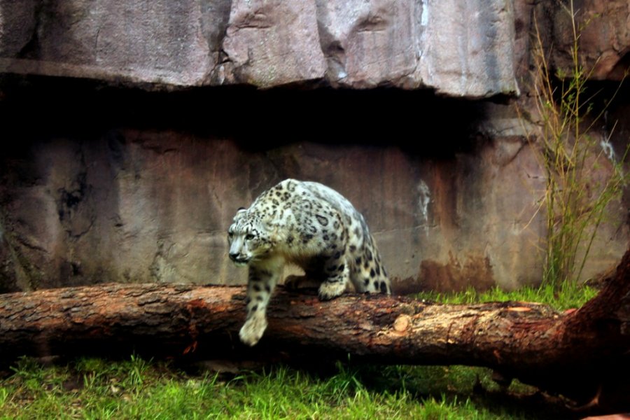 El Leopardo de las Nieves del Zoológico de Chapultepec se llamará Iztac (Blanco en Nahuatl)