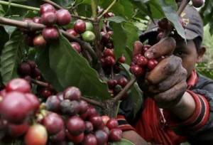 Revertir deterioros en cafeticultura nacional