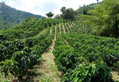 Sólo 30 por ciento de apoyos va a pequeños productores