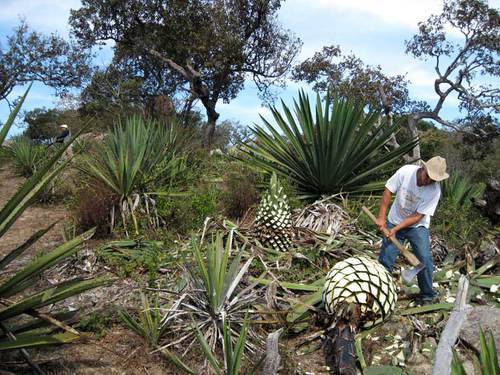 Solicita Congreso apoyo para productores de Tequila