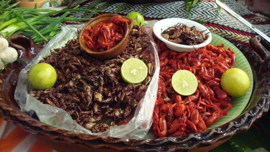 Proponen incluir insectos en la dieta de los mexicanos