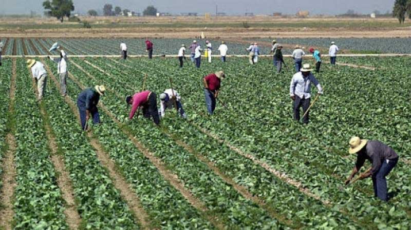 Falta de estrategias integrales impide la productividad del campo; los programas son a€œelectorerosa€: Bermúdez Méndez