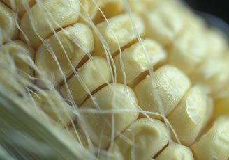 Fortalecer producción maíz y frijol