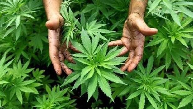 Listo el Poder Legislativo para iniciar el debate sobre el uso de la marihuana: Jesús Zambrano