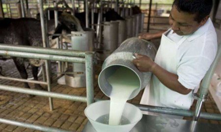 Sagarpa debe intensificar campaÃ±as de consumo de leche lÃ­quida mexicana, plantea Senado