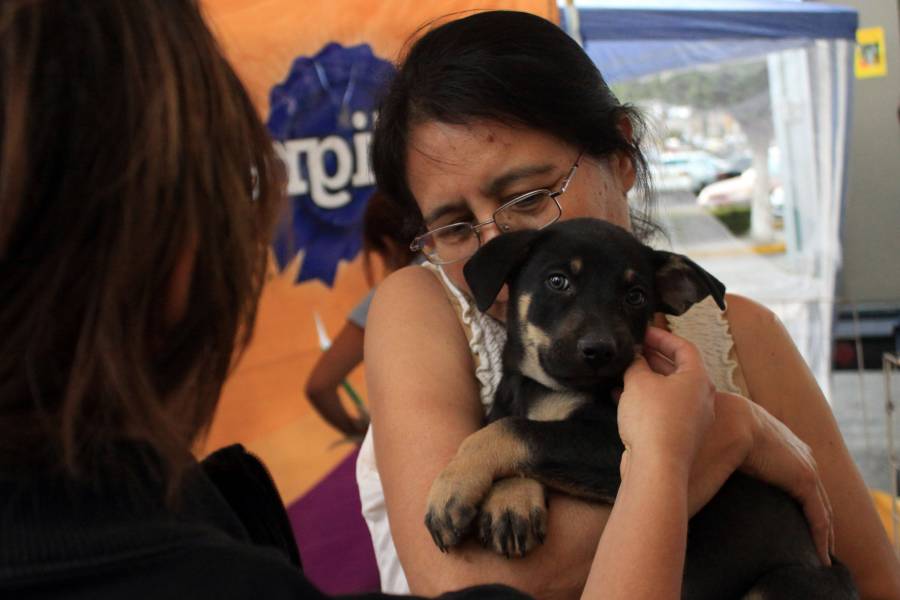 BUSCA LEY DE PROTECCIÓN DE ANIMALES ERRADICAR PROLIFERACIÓN DE PERROS Y GATOS