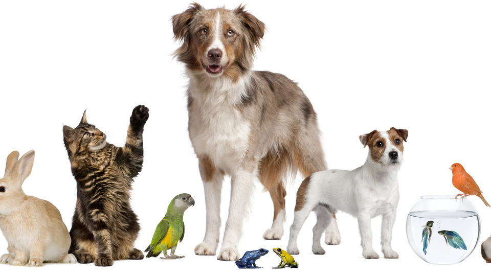 TENER MASCOTAS EN CASA MEJORA LA SALUD NOTABLEMENTE