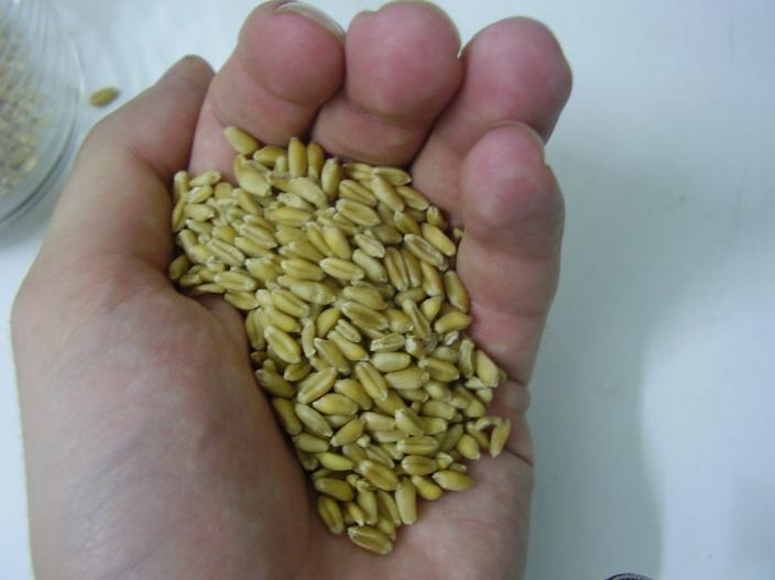 DESCUBREN QUE EL APISTE NO SOLO ES ALIMENTO DE AVES