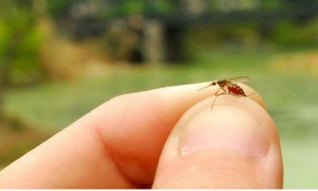 CHIKUNGUNYA: UN NUEVO VIRUS EN MÃ‰XICO
