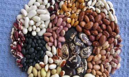 DISMINUYE CONSUMO DE FRIJOL ENTRE LOS MEXICANOS: ESPECIALISTA DEL IPN