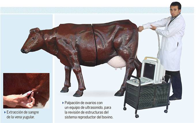 Vacas mecatrónicas para la enseñanza veterinaria en la UNAM