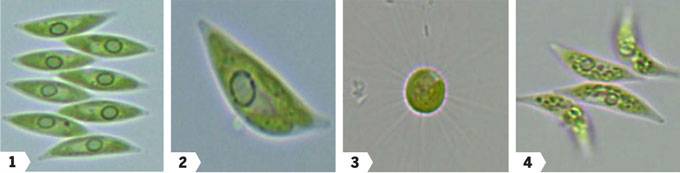 Utilizan investigadores de la UNAM microalgas para obtener biodiÃ©sel