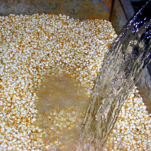 CREA IPN NUEVO PROCESO DE NIXTAMALIZACIÓN PARA EVITAR CONTAMINACIÓN DEL AGUA