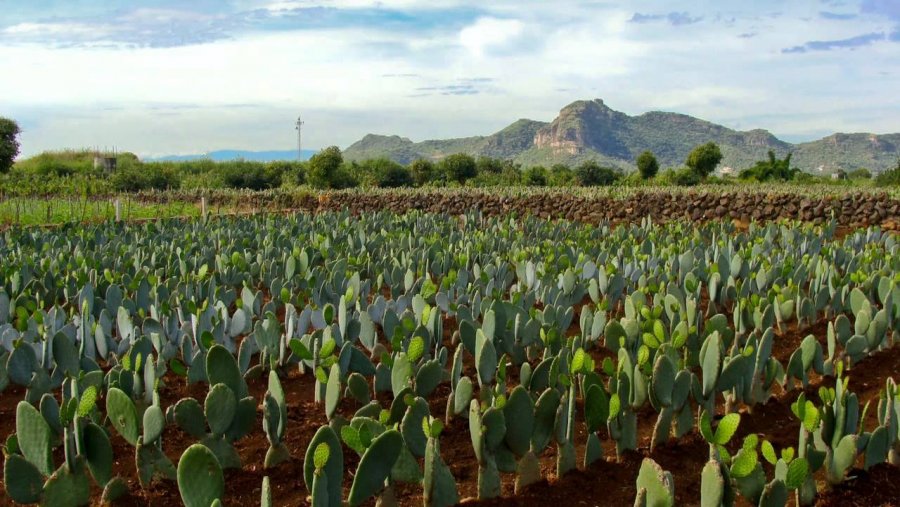Se genera electricidad a partir de restos del nopal en campo de CDMX