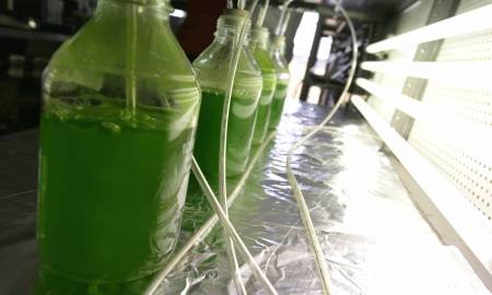 OBTIENEN EN EL IPN BIODIÃ‰SEL DERIVADO DE LA COSECHA DE MICROALGAS
