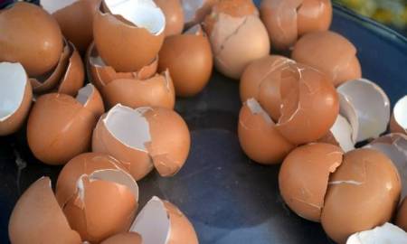 Estudian en la UNAM cascarones de huevo para obtener nuevos materiales