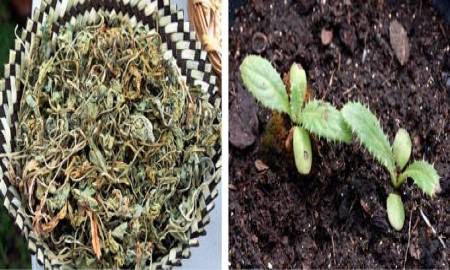 Impulsa la UNAM seguridad alimentaria en la Tarahumara