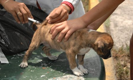 CREAN EN LA UNAM GEL CONTRA DOLOR PARA ANIMALES