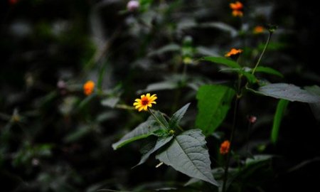 IDENTIFICAN 150 ESPECIES DE PLANTAS MEDICINALES VIVAS EN LA PLATAFORMA DEL PALACIO DEL GOBERNADOR