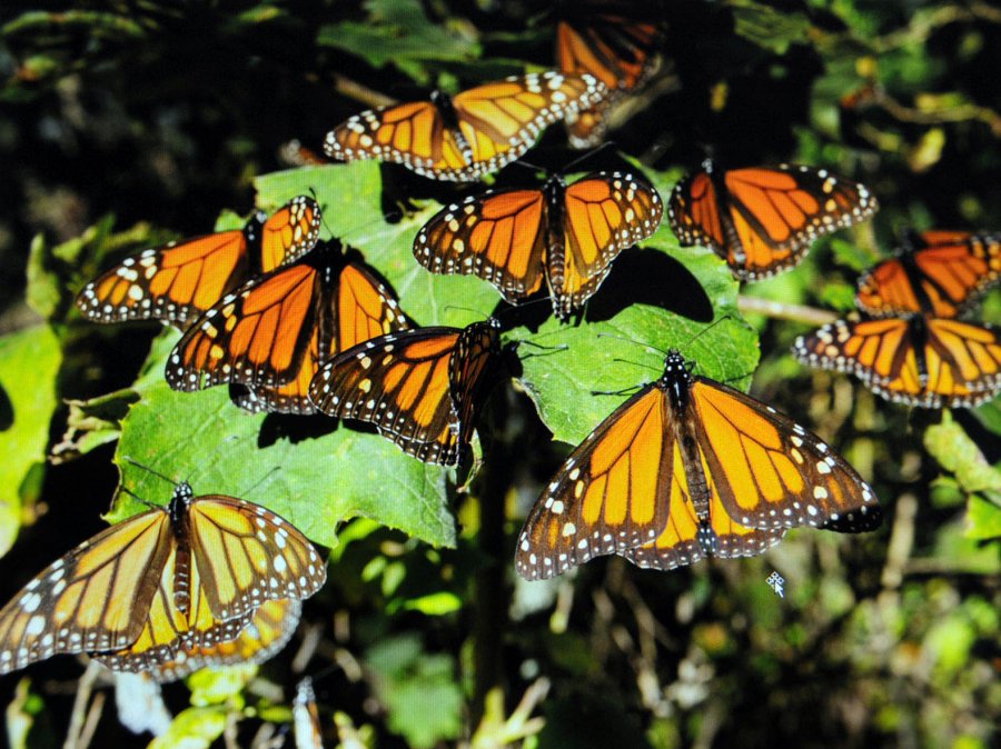 DESARROLLAN MODELO DE CONSERVACIÓN DE LA RUTA MIGRATORIA DE LA MARIPOSA MONARCA