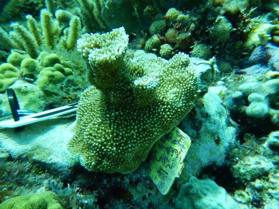 CULTIVAN IN VITRO CORALES QUE CRECEN EN SUSTRATOS ANCLADOS A LOS ARRECIFES DEL MAR CARIBE