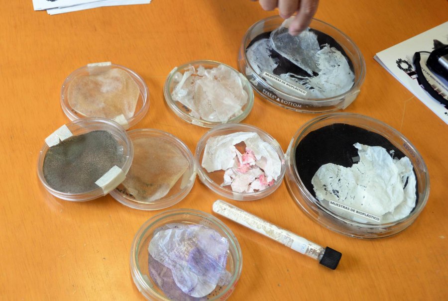 PLÁSTICOS BIODEGRADABLES A PARTIR DE UNA BACTERIA