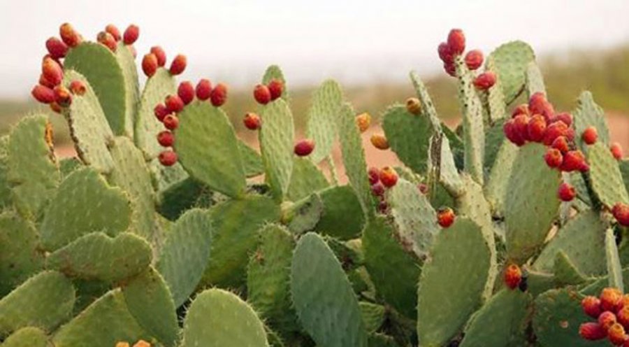 OPTIMIZAN POLITÉCNICOS ELABORACIÓN DE IMPERMEABILIZANTE NATURAL