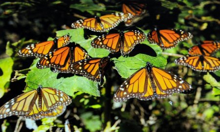DESARROLLAN MODELO DE CONSERVACIÃ“N DE LA RUTA MIGRATORIA DE LA MARIPOSA MONARCA