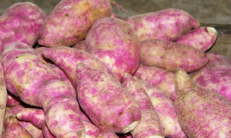 EXTRAEN Y UTILIZAN PROPIEDADES NUTRACÃ‰UTICAS DEL CAMOTE MORADO