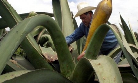 PREVIENEN EN IPN COLESTEROL ALTO  CON LACTOBACILO DE AGUAMIEL 