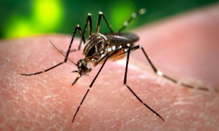 SE EXTIENDE EL VIRUS DEL ZIKA