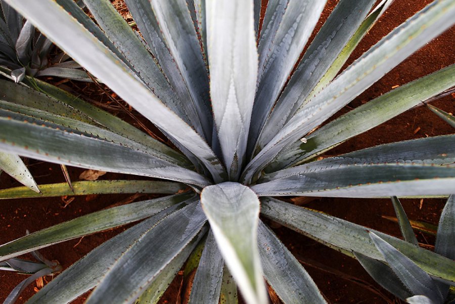 EL TEQUILA Y EL MEZCAL, TEMAS DEL LIBRO AGUA DE LAS VERDES MATAS