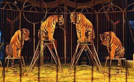 CONFÃAN QUE ALDF AVALE CERTIFICADO MÃ‰DICO PARA ANIMALES DE CIRCO