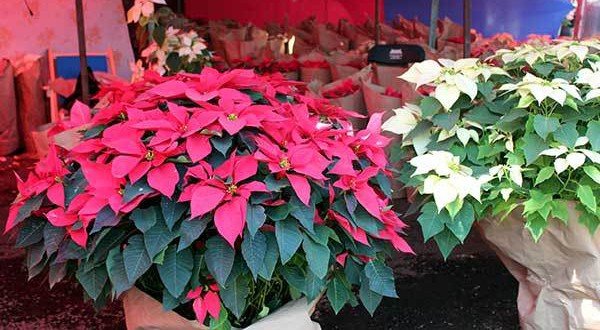 Instala CEDA CDMX RomerÃ­a de Navidad, la mÃ¡s grande del aÃ±o