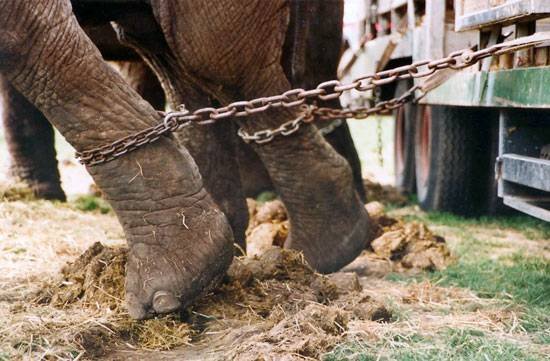Prohibición para usar animales en circos entrará en vigor el próximo 6 de octubre