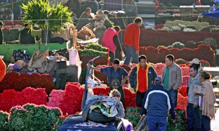 TendrÃ¡ CEDA nueva nave para comercializar flores, follajes y plantas