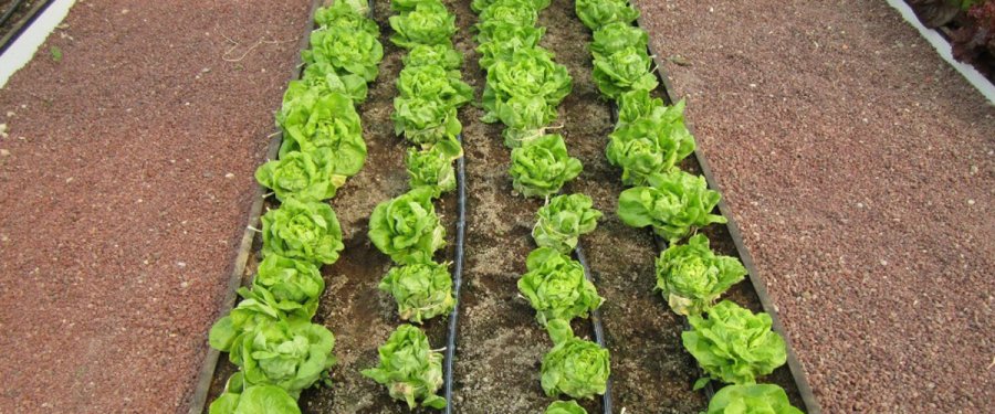 Promueven Agricultura Urbana entre población infantil
