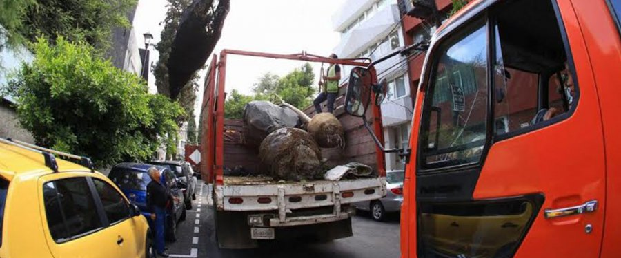 Más de 100 árboles plantados en Mixcoac