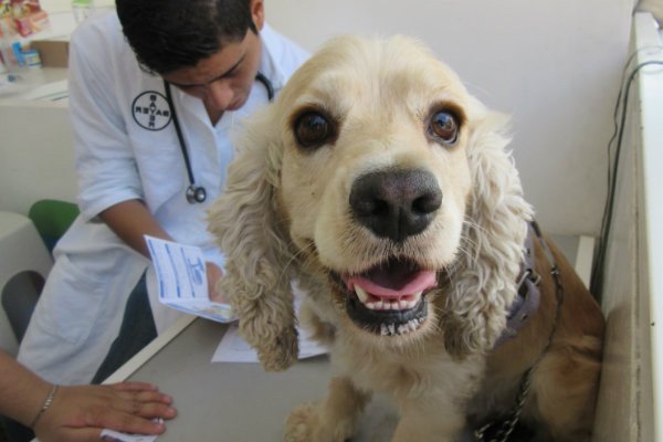 CHECK UPS GRATUITOS PARA MASCOTAS EN LA CDMX