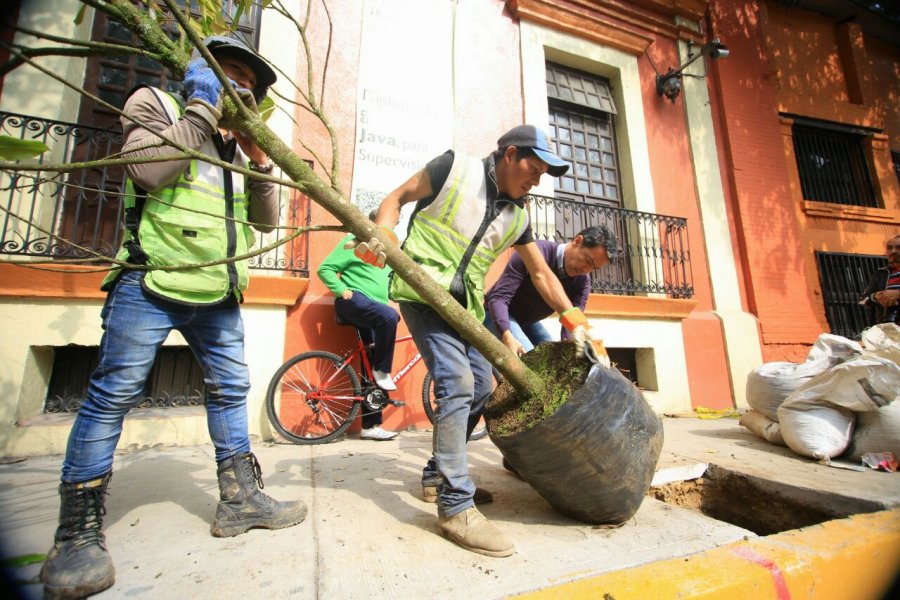 Avanza con Ã©xito reforestaciÃ³n en Mixcoac