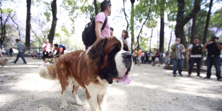 CONSULTA VETERINARIA GRATUITA EN PARQUES DE LA CDMX