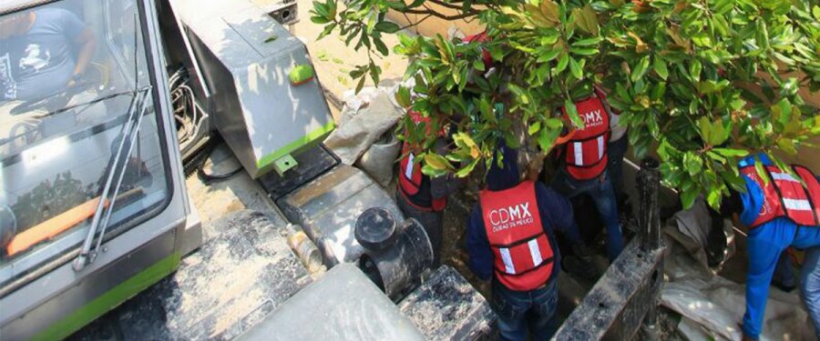 Intensifican jornadas de Plantación en Mixcoac-Insurgentes