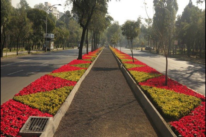 Colocación de Nochebuenas en Red Vial Primaria de CDMX