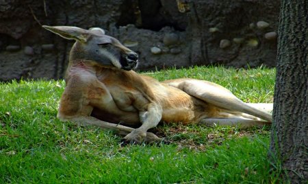 EL GDF BUSCA RESCATAR LOS ZOOLÃ“GICOS DE LA CDMX