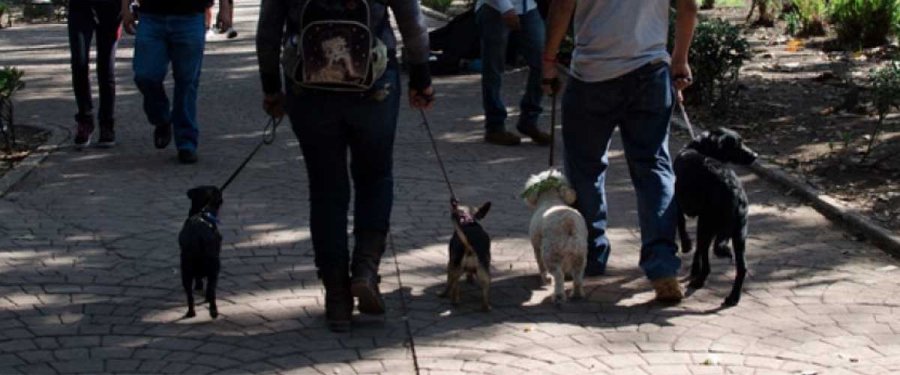 Invita LOCATEL a que dueños responsables registren a animales de compañía